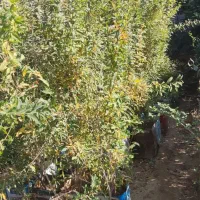 نهال انار  انگور انجیر|خدمات باغبانی و درختکاری|پاکدشت, پاکدشت (مامازند)|دیوار