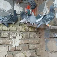 کفتر|پرنده|بیرجند, |دیوار