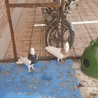 کفتر خوشکل خوش استایل|پرنده|کرمان, |دیوار