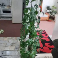 تعدادی گل وگیاه آپارتمانی بسیار زیبا|گل و گیاه طبیعی|شهریار, کهنز|دیوار