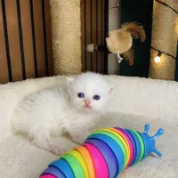 گربه سفید لانگهیر اسکاتیش