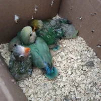 ۵ تا طوطی برزیلی