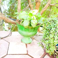 گل ها|گل و گیاه طبیعی|شیراز, کفترک|دیوار