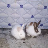 سلام خرگوش خوب|موش و خرگوش|زاهدان, |دیوار