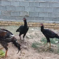 مرغ وخروس لاری اصل|حیوانات مزرعه|شیراز, جمال آباد|دیوار