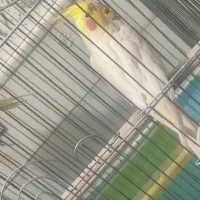 یک جفت عروس هلندی سخنگو|پرنده|رفسنجان, |دیوار