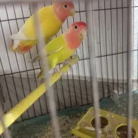 پرند عروس البینو نر وجفت طوطی برزیلی|پرنده|باوی, |دیوار