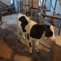 گوساله ماده|حیوانات مزرعه|خمینی‌شهر, |دیوار