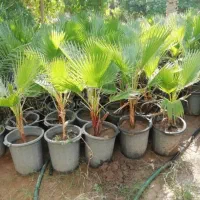 انجام کلیه کارهای باغبانی وباغچه|خدمات باغبانی و درختکاری|اهواز, بهارستان|دیوار