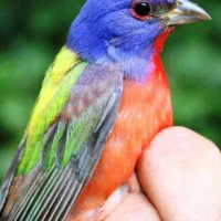 سهره قناری  عروس هلندی  مرغ عشق  طوطی برزیلی