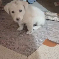 سگ ماده باهوش