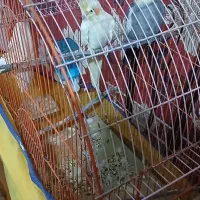 یک جفت عروس هلندی تخم گذار به شرط