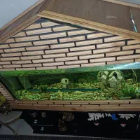 آگواریوم‌کلبه‌‌‌‌‌‌(رایگان‌تقدیم‌میشود)