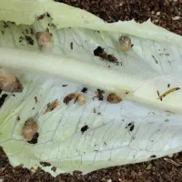 حلزون در سن و طول متفاوت ، بالغ نیمه بالغ و جوجه|خزنده|شیروان (خراسان), |دیوار