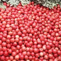 فروش انار قصردشت ( تنی )