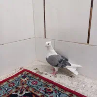 کبوتر پرشی خوش خال بازی کن|پرنده|اصفهان, حصه جنوبی|دیوار