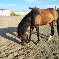 اسب کرد شناسنامه دار|اسب و تجهیزات اسب‌سواری|اردبیل, |دیوار