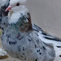 کبوتر هما