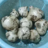 موسیرکوهی