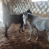 فروش یک اسب با 3تا استر یخترمه