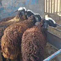 بره ماده اصل شالی درشت|حیوانات مزرعه|قیدار, |دیوار