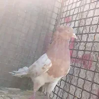 نرماده کله ای|پرنده|بم, |دیوار