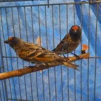 گلبسر نر خرم اباد|پرنده|فردیس, شهرک راه آهن|دیوار