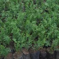 تویا آمریکایی نایلکسی، شمشاد نعنایی نایلکسی