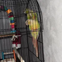 طوطی گرینچیک دو عدد