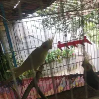 عروس هلندی سالم