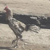 خروس لاری|حیوانات مزرعه|اصفهان, شهرک صنعتی امیرکبیر (شاپور جدید)|دیوار