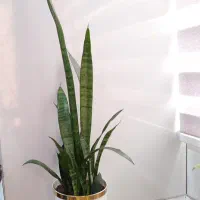 گل های آپارتمانی