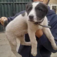 توله سگ نر خراسانی