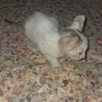 کمک‌گربه۲.۵ماهه خیابونی (عطسه و اسهال)نیاز دامپزشک
