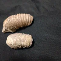 فسیل و الماس آسیاب|کلکسیون اشیاء عتیقه|مشهد, نوید|دیوار