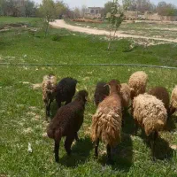 میش بره دار