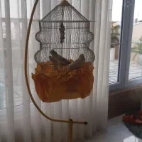 پرنده عروس