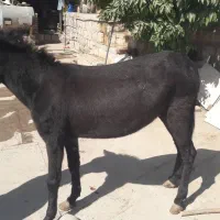 الاغ ۳ سال ماده