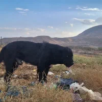 سگ قهدریجانی