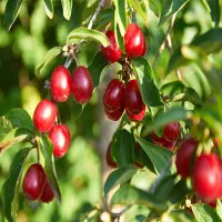 ذغال اخته درجه 1 تازه