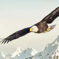 ماهیگیری وگردش با یات