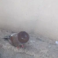 کبوتر|پرنده|سمنان, |دیوار