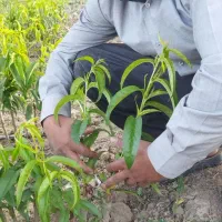 نهالستان چم در میاندوآب|خدمات باغبانی و درختکاری|تبریز, |دیوار