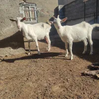 بز سانن درجه یک|حیوانات مزرعه|سیمین شهر, |دیوار