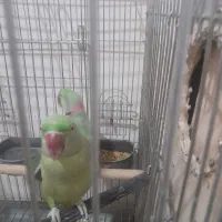 مولدشاه طوطی کارداده... معاوضه باطوطی راهب مولد