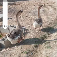 قو غاز معاوضه با بوقلمون