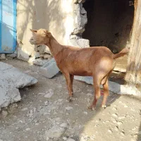 فروش بز|حیوانات مزرعه|خمیر, |دیوار