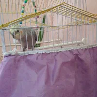 عروس هلندی با قفس|پرنده|میانه, |دیوار