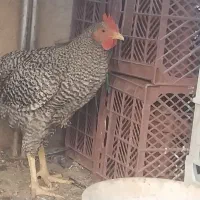 خروس امرک|حیوانات مزرعه|شاهین دژ, |دیوار
