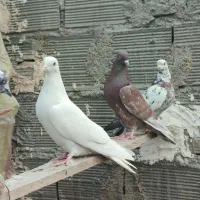 ۳۰ طوق کفتر پرشی قرچک ورامین|پرنده|قرچک, پویینک|دیوار